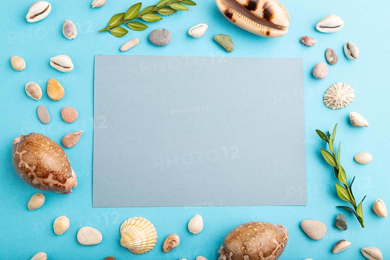 Composition with gray paper sheet, seashells, green boxwood. mockup on blue pastel background. Blank, top view, still life, flat lay, copy space. travel concept