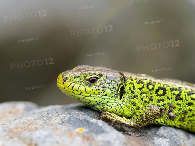 Sand lizard (Lacerta agilis), male on a stone, Wetzlar, Hesse, Germany, Europe