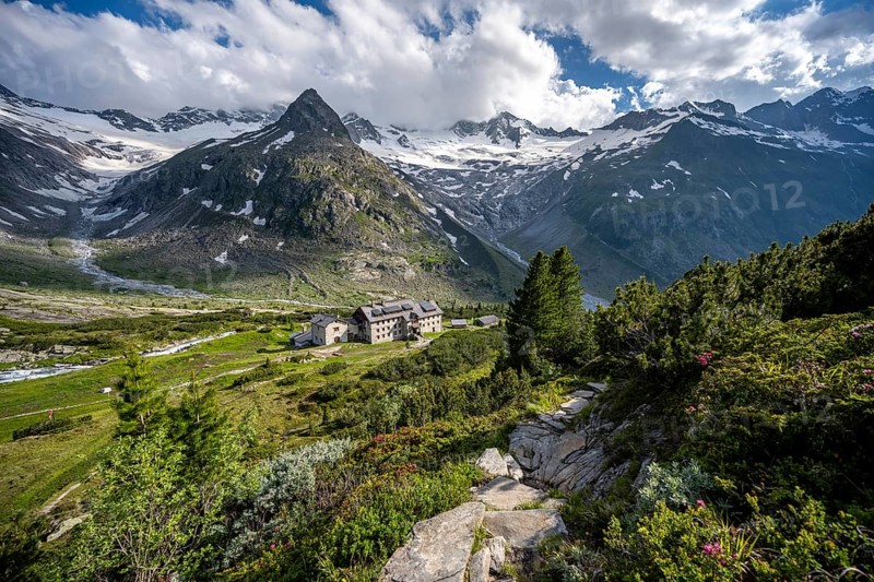 Mountain landscape with alpine roses and hiking trail, mountain hut Berliner Hütte, mountain peak Steinmandl, glacier Waxeggkees and Hornkees, Berliner Höhenweg, Zillertal Alps, Zillertal, Tyrol, Austria, Europe