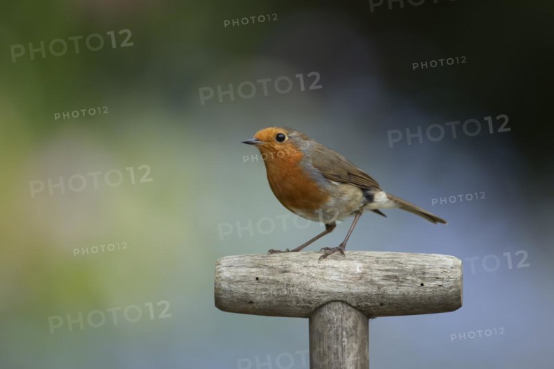 European robin (Erithacus rubecula) adult bird on a garden fork handle, Suffolk, England, United Kingdom, Europe