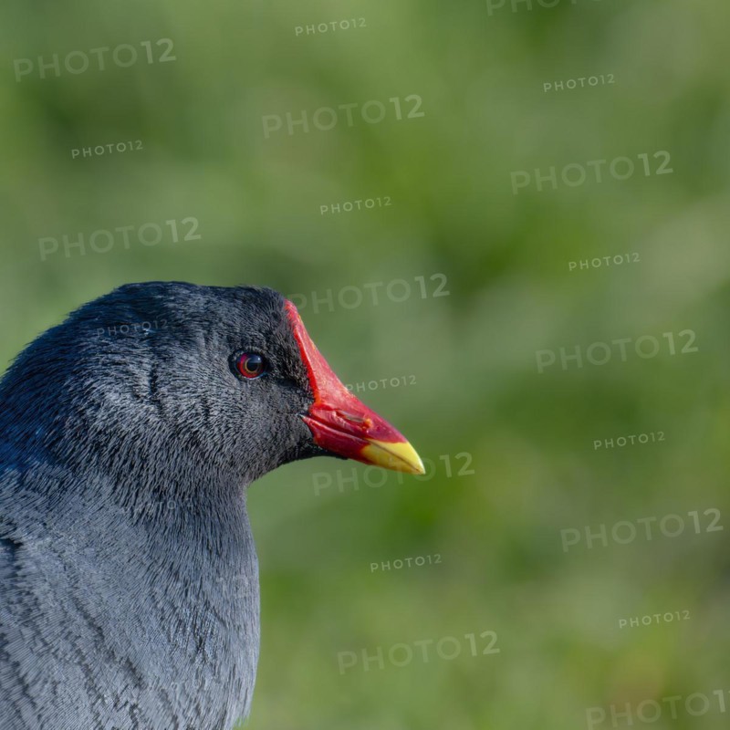 Moorhen, moorhen rail (Gallinula chloropus), portrait, close-up of head, looking to the right, green background, Phoenix Lake, Dortmund, Germany, Europe
