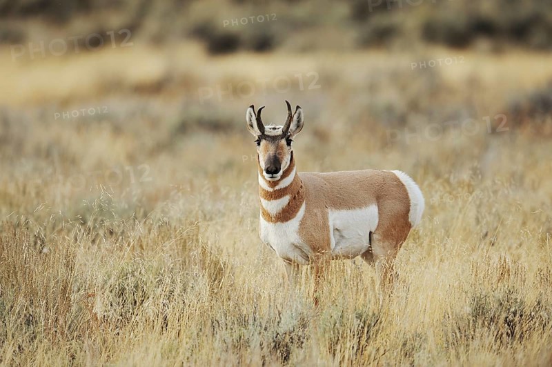 Pronghorn or pronghorn (Antilocapra americana), male, Yellowstone National Park, Wyoming, USA, North America