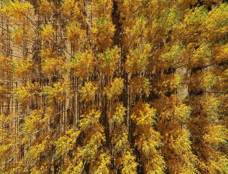 European Aspen (Populus tremula) in autumnal colours. Cultivated for timber. Aerial view. Drone shot. Granada province, Andalusia, Spain, Europe