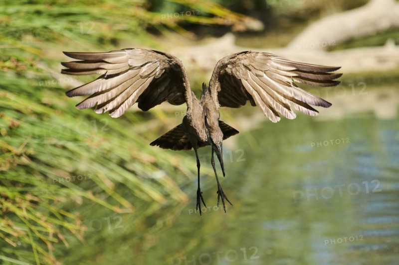 Hamerkop (Scopus umbretta) flying, landing, captive, distribution Africa
