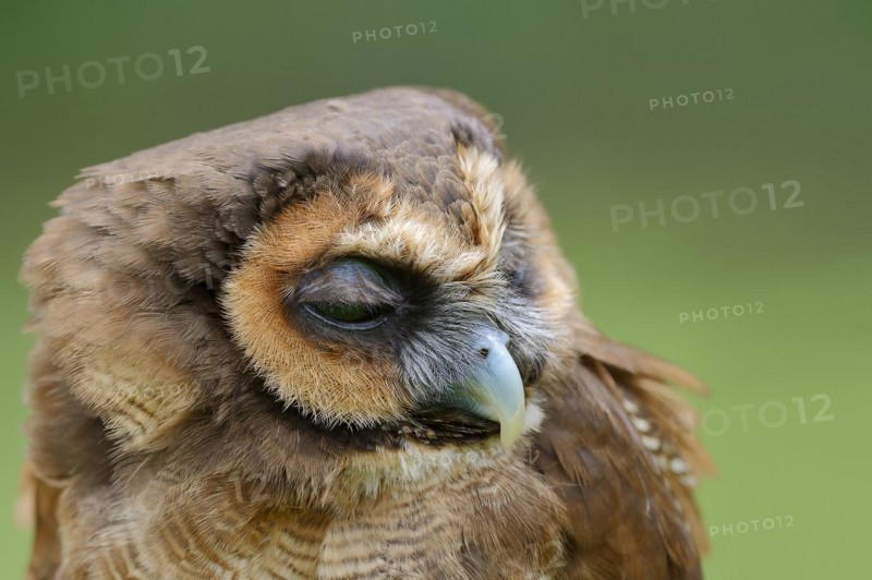 Brown wood owl (Strix leptogrammica), portrait, captive, occurrence in Asia