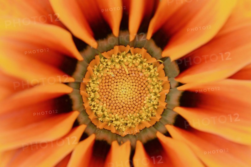 Gazania or Mittagsgold 'Kiss Orange' (Gazania hybride), flower detail, ornamental plant, North Rhine-Westphalia, Germany, Europe