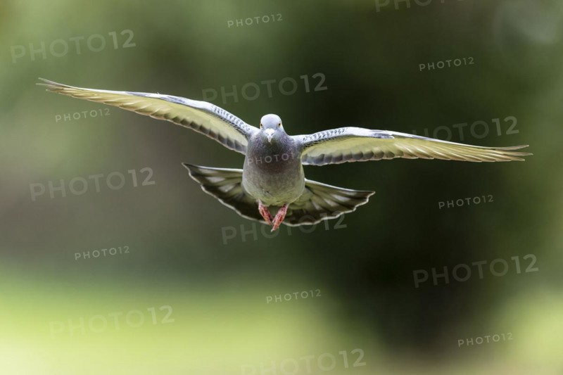 City dove (Columba livia forma domestica) in flight, wildlife, Germany, Europe