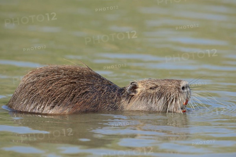 Nutria (Myocastor coypus) swimming in the water, neozoa, Camargue, France, Europe
