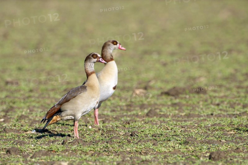 Egyptian goose (Alopochen aegyptiaca), two adult birds, pair, Wesel, Lower Rhine, North Rhine-Westphalia, Germany, Europe
