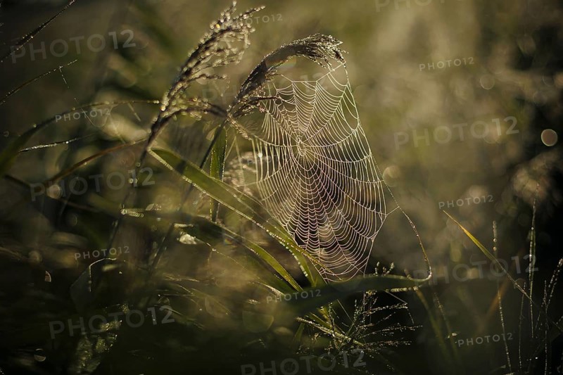 The sun rises over a field near Born am DarÃŸ and breaks in a spider's web covered in morning dew. Born, 06.08.2024