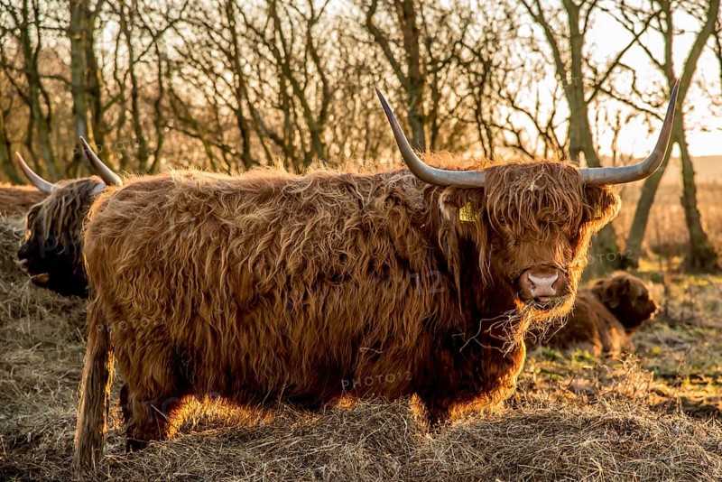 Den Helder, the Netherlands. January 2022. A grazing herd of highlanders at sunset in Mariendal, Den Helder.