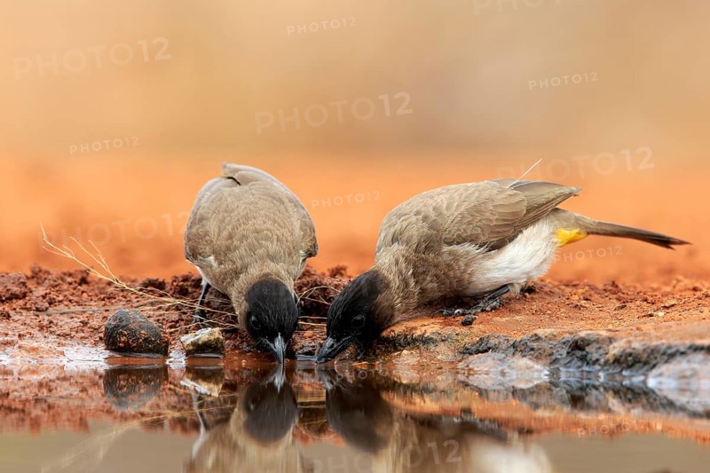 Grey bulbul (Pycnonotus barbatus), adult, pair, at the water, drinking, Kruger National Park, Kruger National Park, Krugerpark, South Africa, Africa