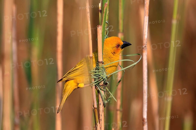 Eastern golden weaver (Ploceus subaureus), adult, male, starts nesting, Saint Lucia Estuary, Isimangaliso Wetland Park, Kwazulu Natal, South Africa, Africa