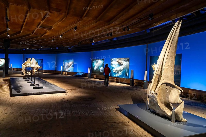 Plante Ozean exhibition in the Gasometer in Oberhausen, the world's oceans in their fragile beauty are the focus of the new exhibition, large-format photos, exhibits including a whale skeleton and an immersive large-scale video and sound installation, The Wave, on a 40 metre high screen measuring over 1000 square metres in total can be seen, Oberhausen, Germany, Europe