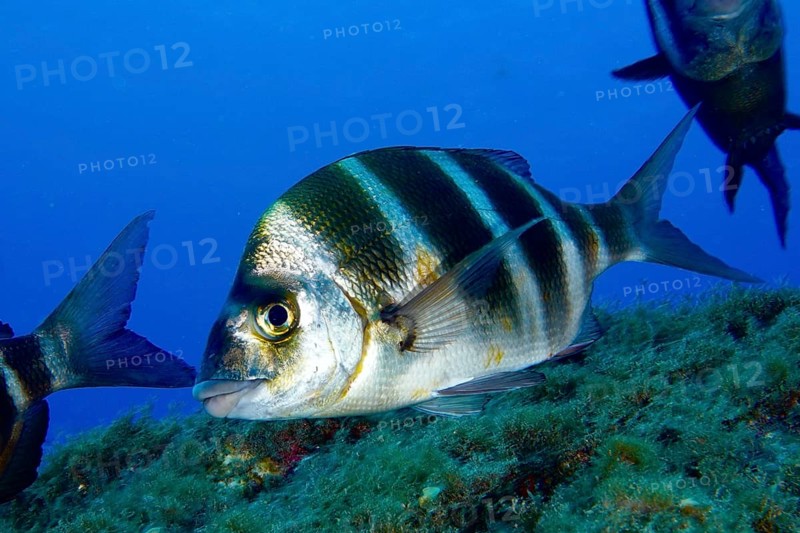A striped fish, zebra bream (Diplodus cervinus cervinus), swims calmly above a reef in the deep blue sea. Dive site Las Rosas, Las Galletas, Tenerife, Canary Islands, Spain, Europe
