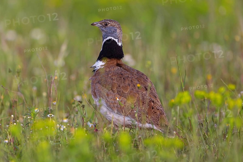 Little bustard (Tetrax tetrax) Outarde canepetière, Sison Comun, Hides De Calera / Great Bustard, Calera Y Chozas, Castilla La Mancha / Toledo, Spain, Europe