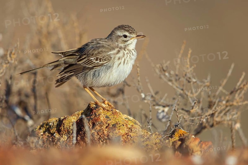 Canary Island pipit, (Anthus bertheloti) Songbird, family of stilts and pipits, Lanzarote, Canary Islands, Spain, Europe