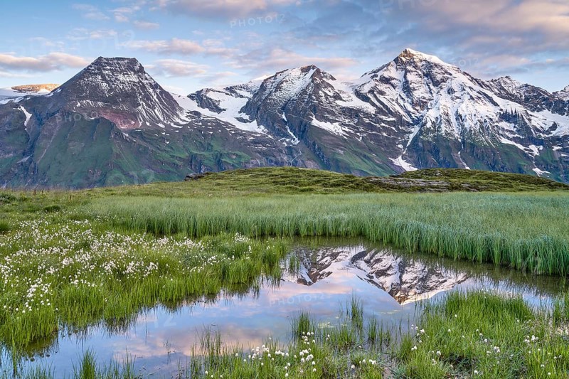 Cotton grass with mountain panorama and reflection, snow, Grossglockner High Alpine Road, Hohe Tauern National Park, Pinzgau, Salzburg