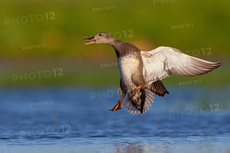 Gadwall, (Anas strepera), Mareca strepera, Wagbachniederung, Calera Y Chozas, Baden-Württemberg, Federal Republic of Germany