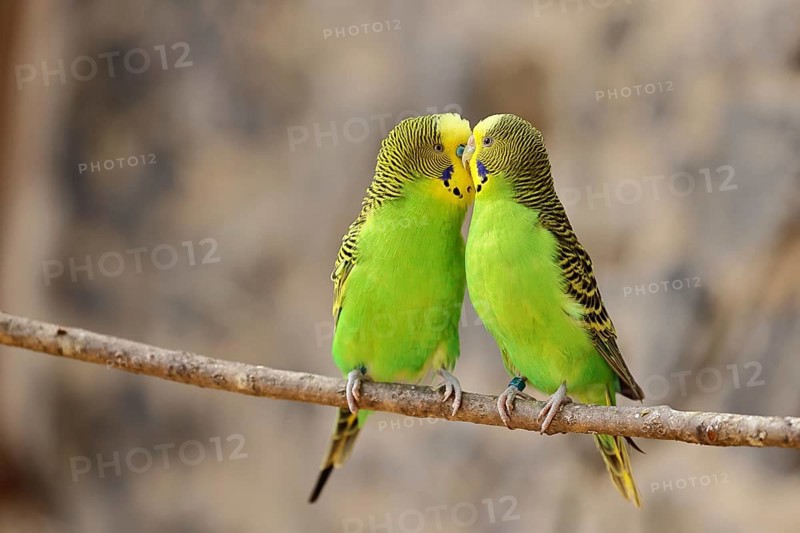 Budgie (Melopsittacus undulatus), adult, natural colours, pair on a branch, social behaviour, captive, occurrence in Australia, Hesse, Germany, Europe