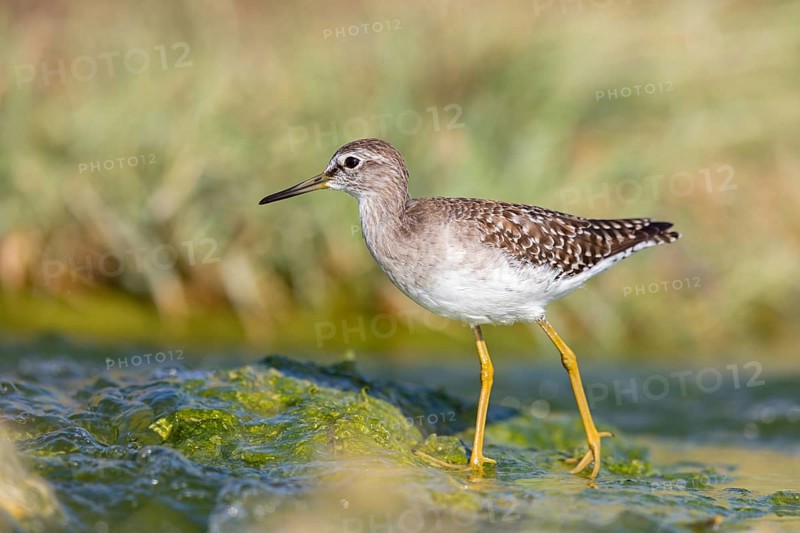 Wood sandpiper (Tringa glareola), Chevalier sylvain, AndarrÃ­os Bastardo, Raysut, Salalah, Sohar, Oman, Asia