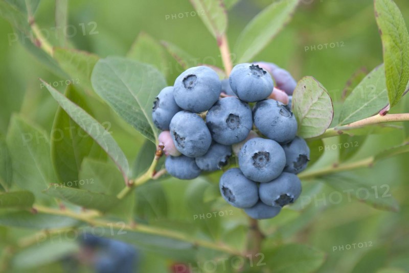 Blueberry (Vaccinium corymbosum 'Nelson'), Krietzschwitz, Saxony, Germany, Europe