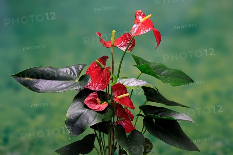 Flamingo flower (Anthurium), flowering, houseplant, Ellerstadt, Germany, Europe