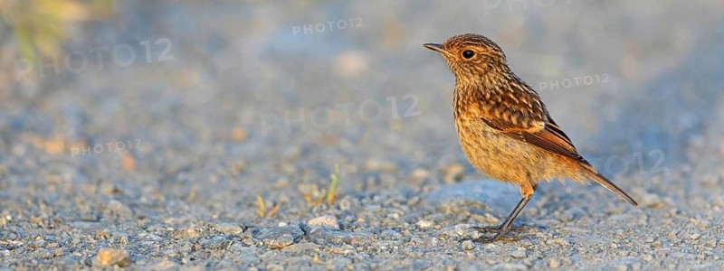 Stonechat, (Saxicola torquata), foraging, female, Eich, Rhineland-Palatinate, Germany, Europe