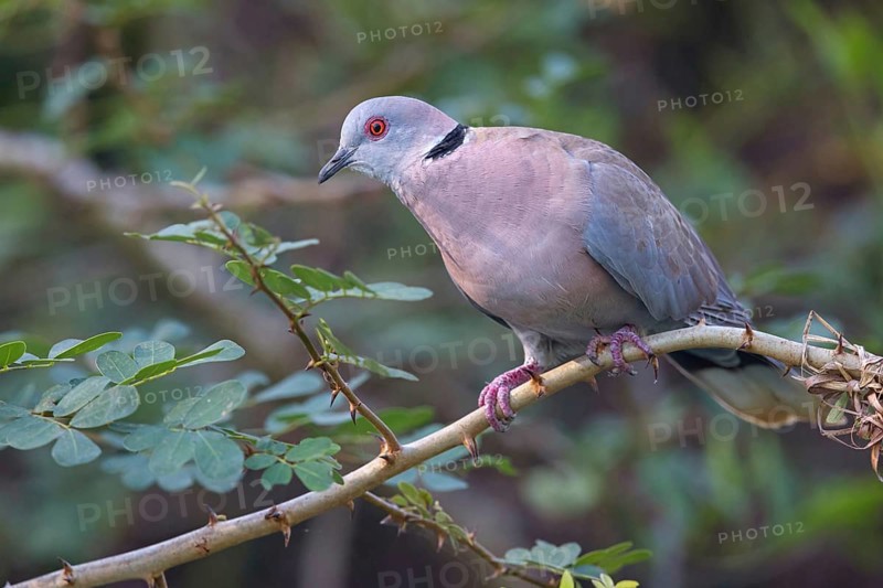 Mourning collared dove (Streptopelia decipiens), Lamin rice fields, Abuko, South Bank, Gambia, Africa
