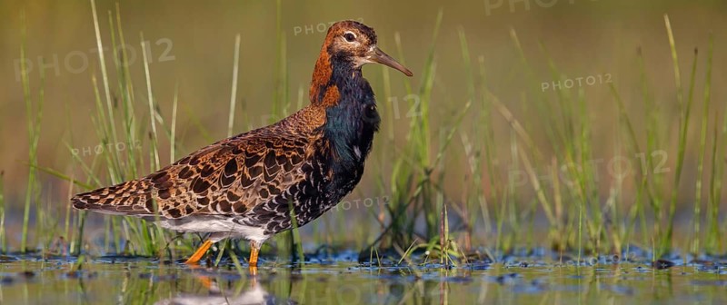 Ruff (Philomachus pugnax), male, Narew, Bialystok, Podlasie, Poland, Europe