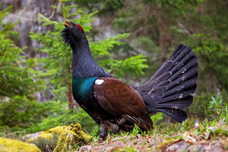 Capercaillie, Western Capercaillie, Tetrao urogallus) in the Wintrer, Capercaillie, LuÄe, Mountain area, LuÄe, Styria, Slovenia, Europe