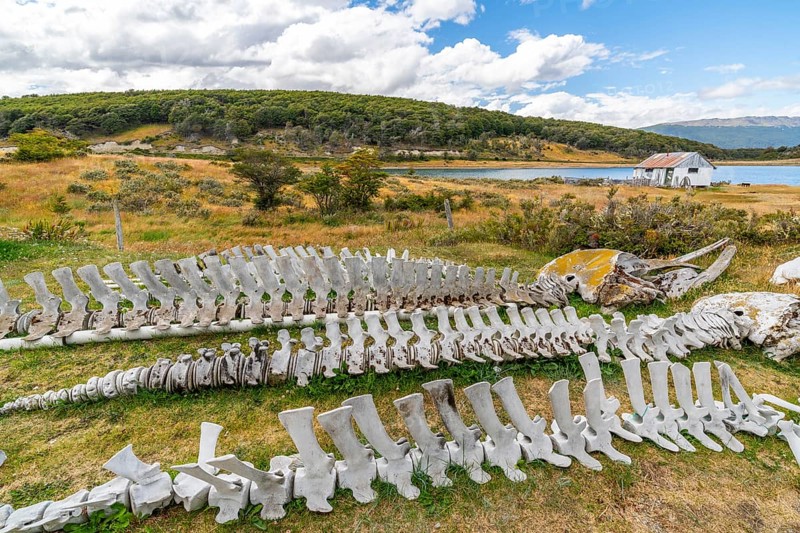 Whale skeletons and marine museum in the Estancia Harberton estate of missionary Thomas Bridges, behind the Beagle Channel, Tierra del Fuego Island, Patagonia, Argentina, South America
