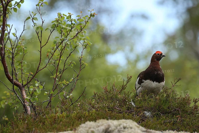 Willow ptarmigan (Lagopus lagopus) securing cock, Lofoten, Norway, Scandinavia, Europe