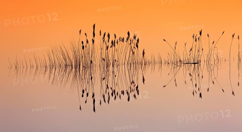 Reflection of reed stems silhouettes in water of pond at sunset in winter
