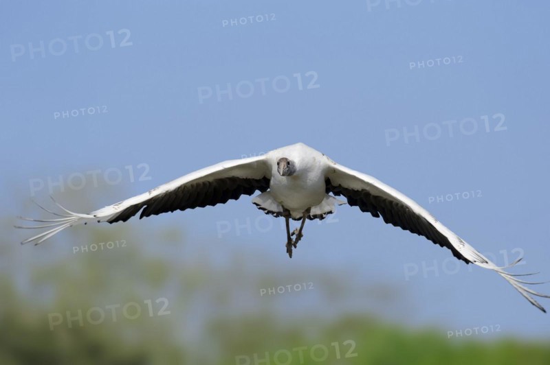 Red-crowned crane (Grus japonensis), immature, flying, captive, occurring in Asia