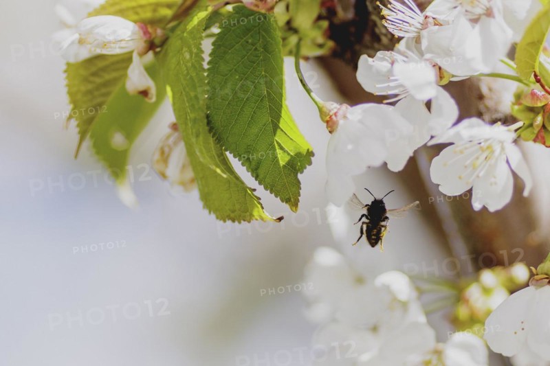 Bee on a cherry blossom, photographed in Jauernick-Buschbach, 12/04/2024