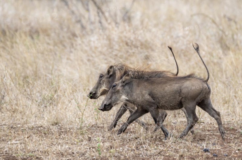Common warthog (Phacochoerus africanus), two warthogs with tails up walking through dry grass, Kruger National Park, South Africa, Africa