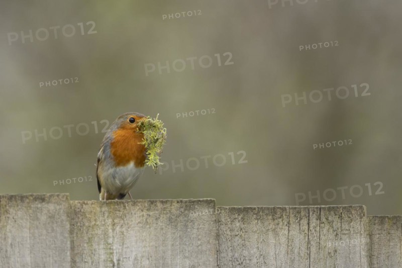 European robin (Erithacus rubecula) adult bird on a garden fence with nesting material in its beak in spring, England, United Kingdom, Europe