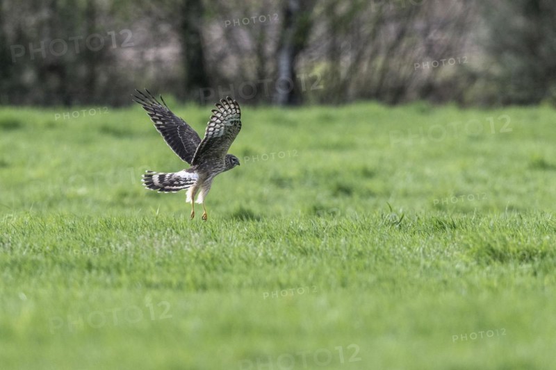 Hen harrier (Circus cyaneus), Emsland, Lower Saxony, Germany, Europe
