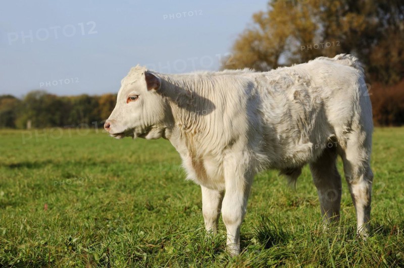 Charolais cattle (Bos primigenius taurus), calf on a pasture, North Rhine-Westphalia, Germany, Europe
