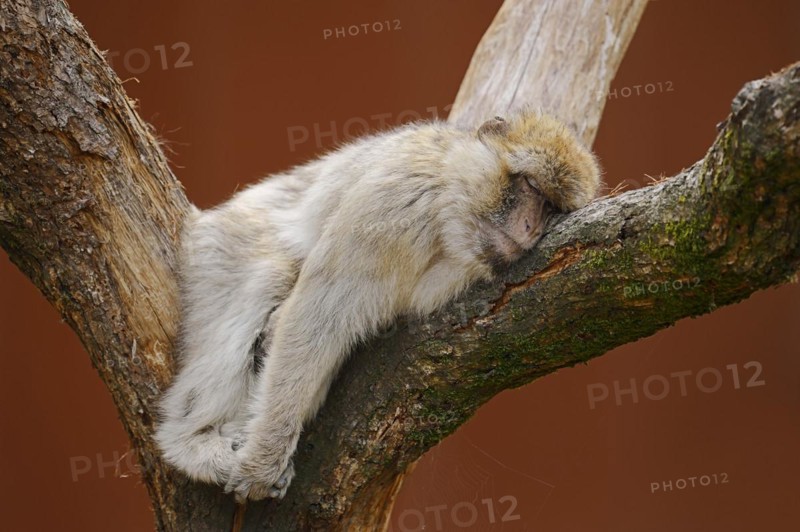 Barbary macaque (Macaca sylvanus) sleeping on a tree, captive, occurring in Morocco, Algeria and Gibraltar