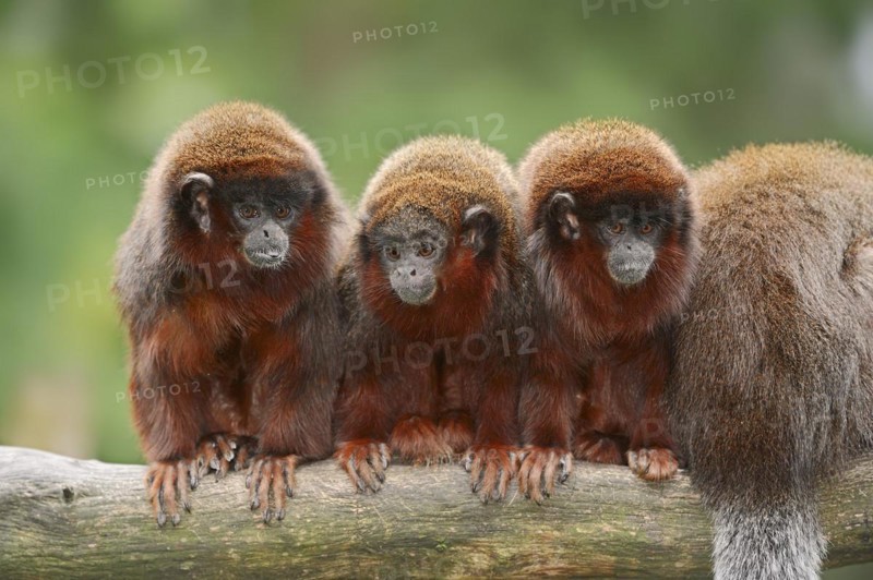 Red jumping monkey or red titi (Plecturocebus cupreus, Callicebus cupreus), captive, occurring in Brazil and Peru