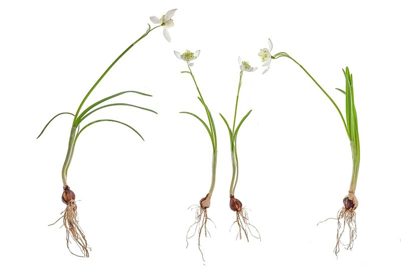 Double snowdrops (Galanthus Nivalis Flore Pleno) on a white background, Bavaria, Germany, Europe