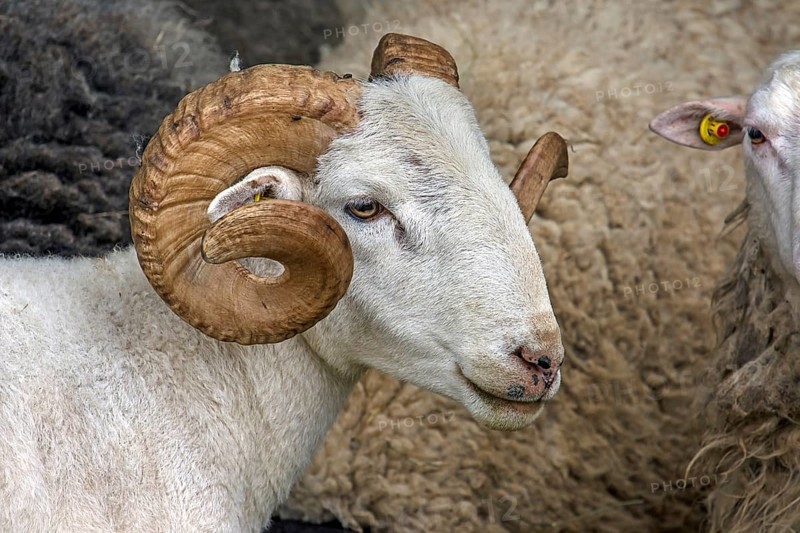 Male, shorn Moorschnucke with horn (Ovis aries), Rehna, Mecklenburg-Vorpommern, Germany, Europe
