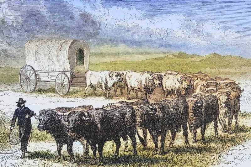 Oxen crossing the Great Plains. From American Pictures Drawn With Pen And Pencil by Rev Samuel Manning c. 1880, United States, America, Historic, digitally restored reproduction from a 19th century original, Record date not stated, North America