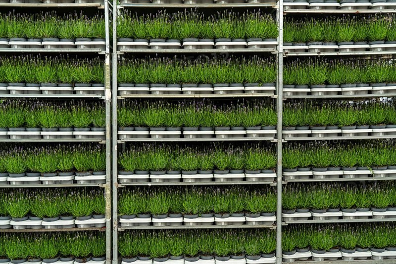 Horticultural company, lavender plants, in flower pots, outdoors, are packed for transport to the customer, North Rhine-Westphalia, Germany, Europe