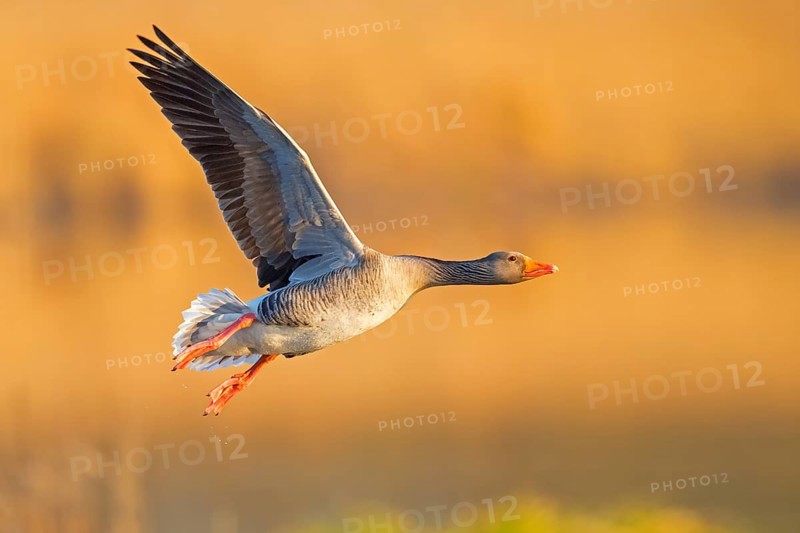 Greylag goose, Anser Anser, flight photo, lateral, Wagbachniederung, Baden-Württemberg, Germany, Europe