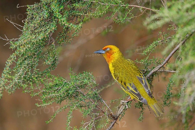 Cape weaver (Ploceus capensis), West Coast National Park, Langebaan, Western Cape, South Africa, Africa
