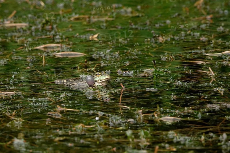Rain falling on a pond, frog with sound bubbles, May, Germany, Europe