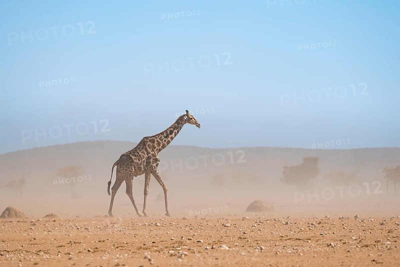 Angolan giraffe (Giraffa giraffa angolensis) in a sandstorm in dry savannah, Etosha National Park, Namibia, Africa